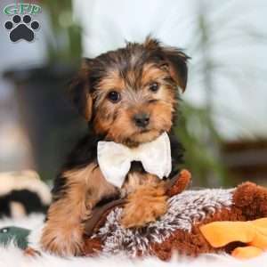 Brianna, Yorkie Puppy